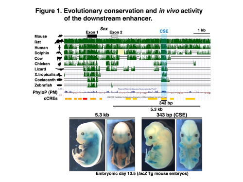 Figure 1. Evolutionary conservation and in vivo activity of the downstream enhancer. 