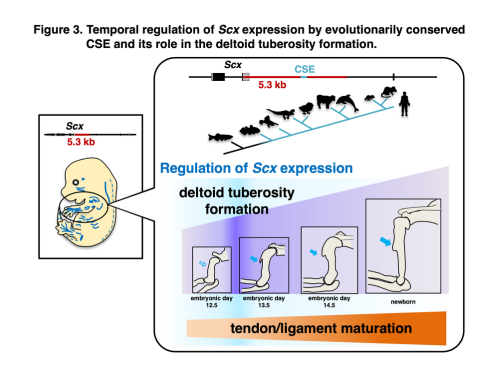 Figure 3. Temporal regulation of Scx expression by the evolutionarily conserved CSE and its role in deltoid tuberosity formation. 