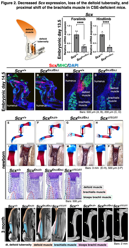 Figure 2. Decreased Scx expression, loss of the deltoid tuberosity, and proximal shift of the brachialis muscle in CSE-deficient mice