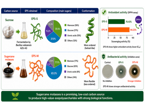 Carbon source shapes the structure and function of bacterial exopolysaccharides